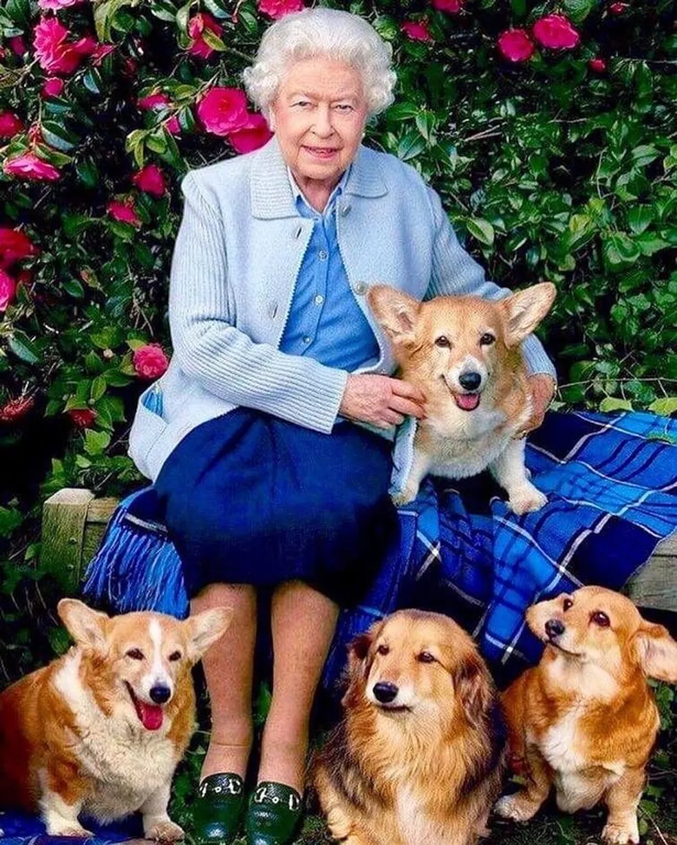 asomadetodosafetos.com - Ex-treinador revela que cachorros da rainha Elizabeth estão sentindo falta da monarca