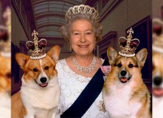 Ex-treinador revela que cachorros da rainha Elizabeth estão sentindo falta da monarca
