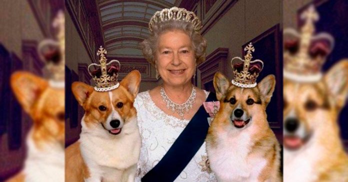 Ex-treinador revela que cachorros da rainha Elizabeth estão sentindo falta da monarca