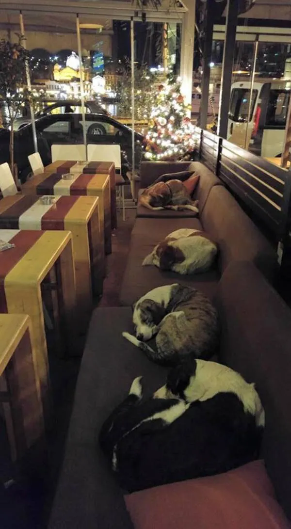 asomadetodosafetos.com - Cafeteria deixa cães dormirem dentro do estabelecimento todas as noites e divide opiniões