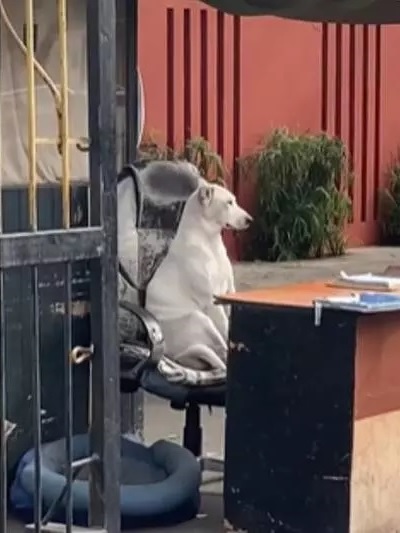 asomadetodosafetos.com - "Cãozinho porteiro" é adotado por condomínio e vira xodó de moradores. Veja vídeo!