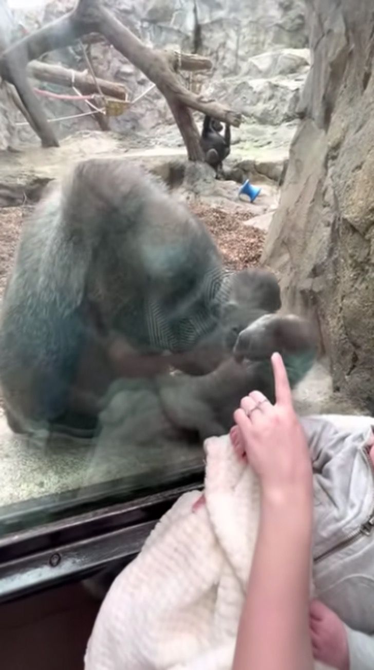 asomadetodosafetos.com - Mãe gorila se emociona ao ver bebê humano e traz seu filhote para conhecê-lo. Veja o vídeo!