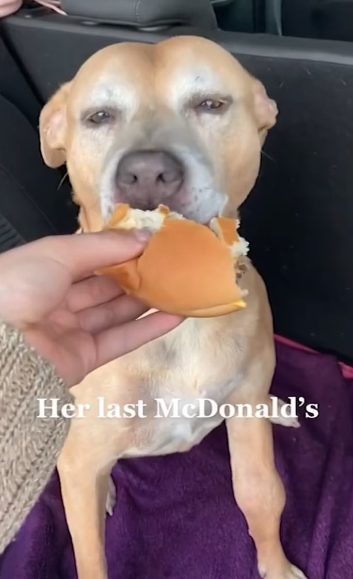 asomadetodosafetos.com - Tutora leva cachorrinha com câncer terminal até o McDonald's para realizar seu último desejo