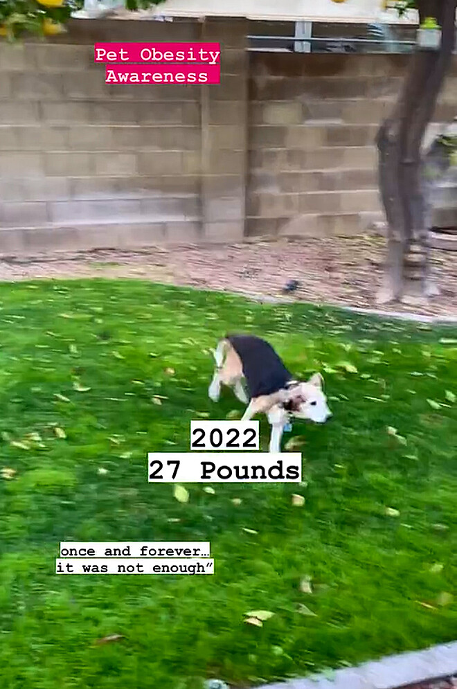 asomadetodosafetos.com - Cãozinho de 40kg surpreende a internet com transformação. Veja antes e depois!