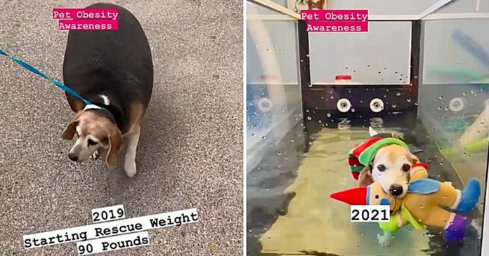 Cãozinho de 40kg surpreende a internet com transformação. Veja antes e depois!