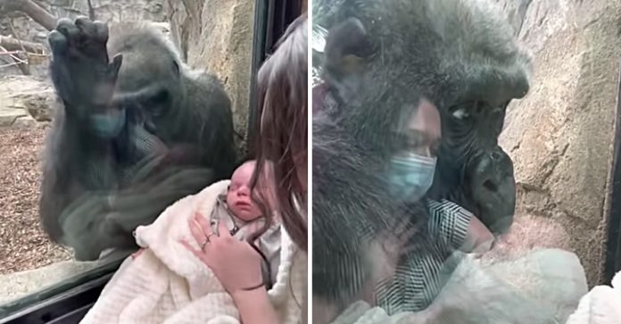 Mãe gorila se emociona ao ver bebê humano e traz seu filhote para conhecê-lo. Veja o vídeo!