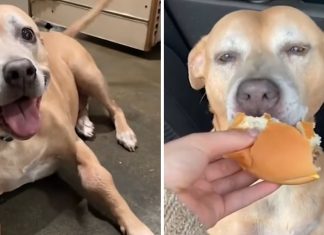 Tutora leva cachorrinha com câncer terminal até o McDonald’s para realizar seu último desejo