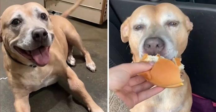Tutora leva cachorrinha com câncer terminal até o McDonald’s para realizar seu último desejo