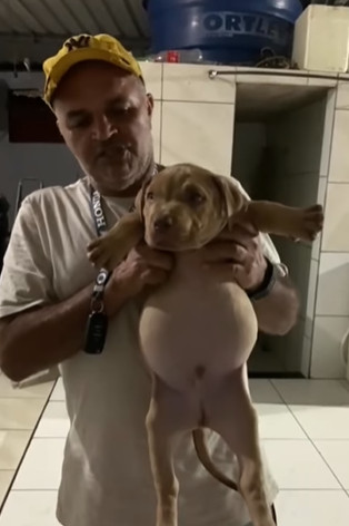 asomadetodosafetos.com - Cãozinho que encontrou saco de ração cheio viraliza na internet depois de fazer banquete