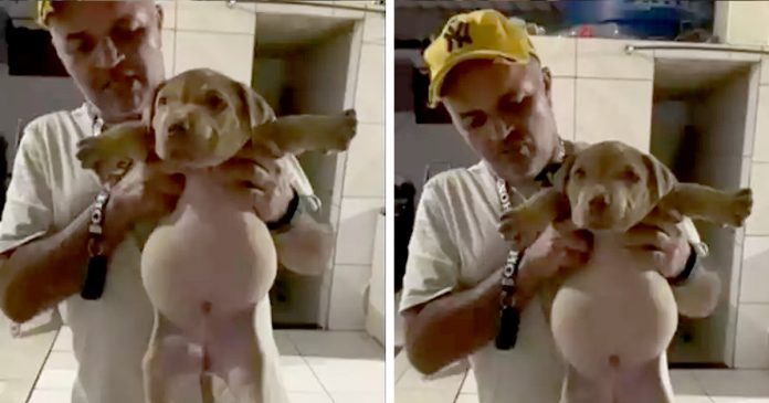 Cãozinho que encontrou saco de ração cheio viraliza na internet depois de fazer banquete