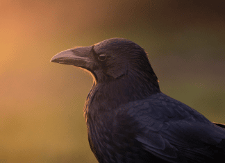 Estudo revela que corvos possuem autoconsciência e pensam para resolver problemas
