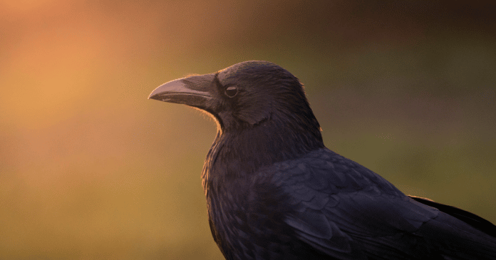 Estudo revela que corvos possuem autoconsciência e pensam para resolver problemas