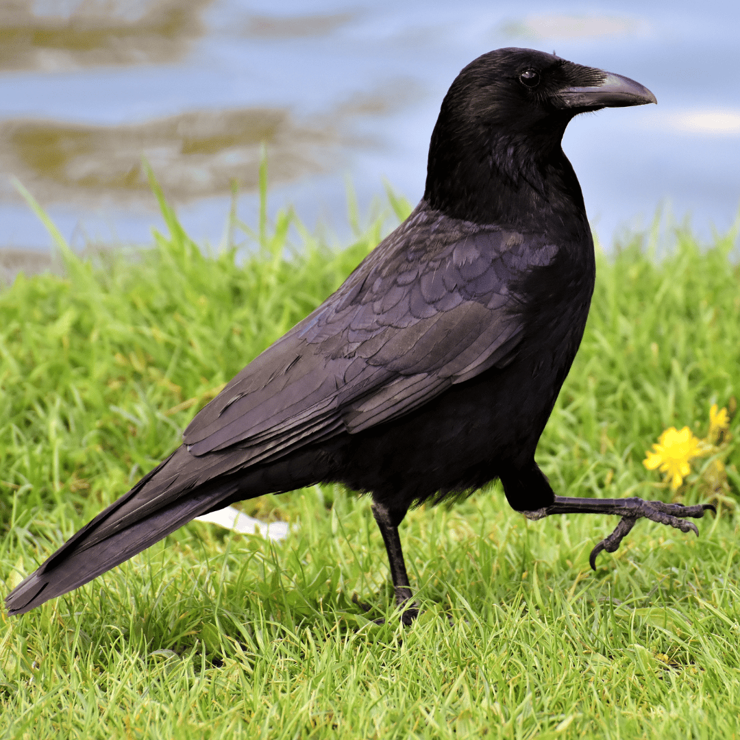 asomadetodosafetos.com - Estudo revela que corvos possuem autoconsciência e pensam para resolver problemas