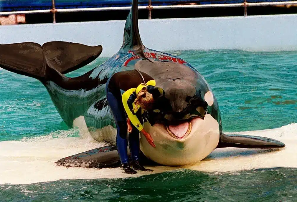 asomadetodosafetos.com - De volta para casa: Orca Lolita finalmente será libertada após 52 anos de cativeiro