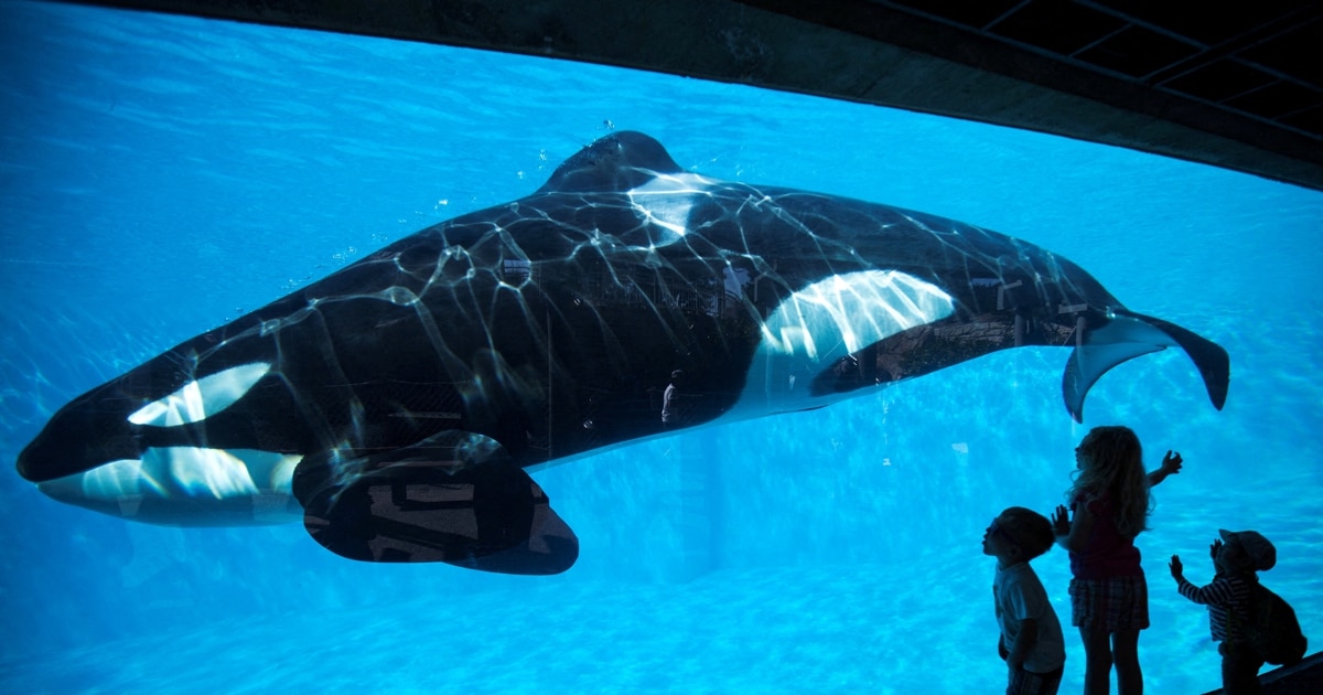 asomadetodosafetos.com - De volta para casa: Orca Lolita finalmente será libertada após 52 anos de cativeiro