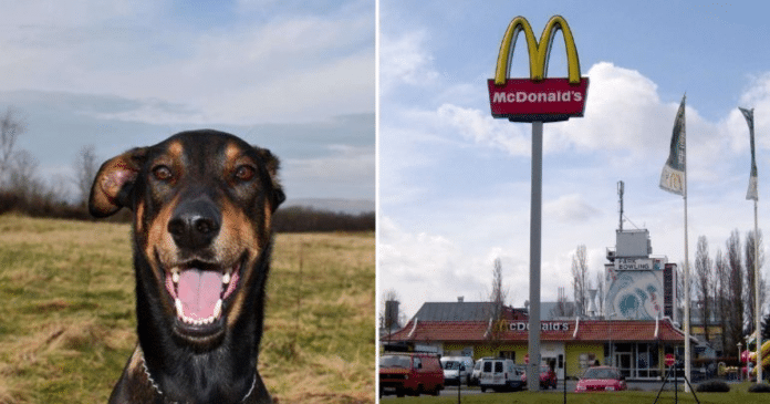 Cão é roubado no Mc’Donalds enquanto dono comprava nuggets como petisco