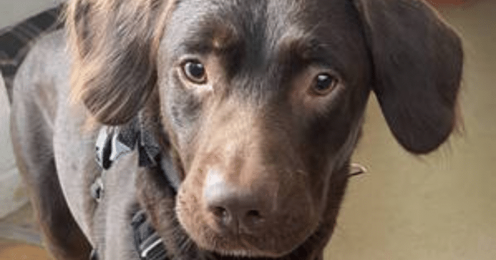 Labrador é o primeiro cão a tratar alcoolismo após perder melhor amigo pelo mesmo motivo