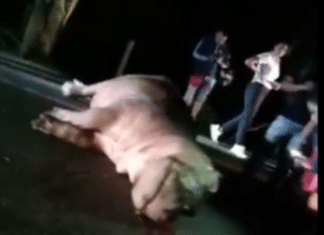 Hipopótamo de Pablo Escobar é atropelado e perde a vida