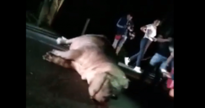 Hipopótamo de Pablo Escobar é atropelado e perde a vida