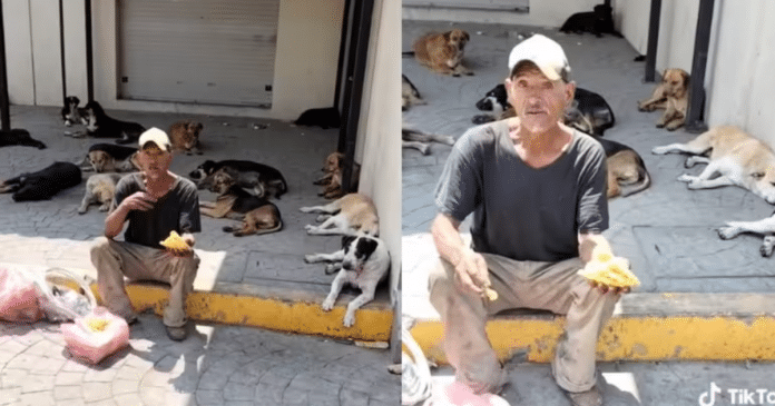 Idoso em situação de rua viraliza ao mostrar que alimenta seus 60 cães antes de comer: “Sempre primeiro”