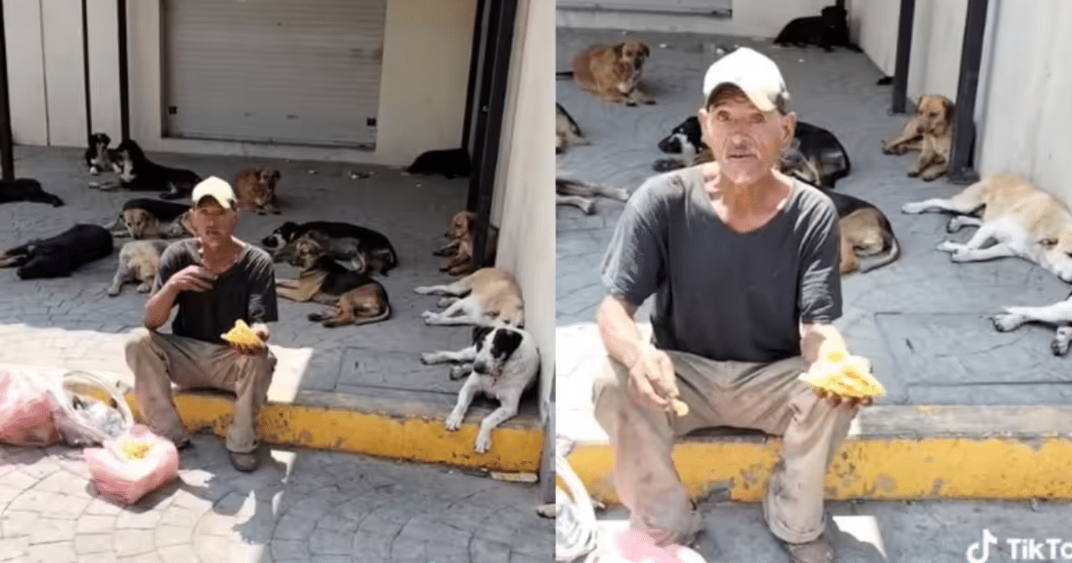 asomadetodosafetos.com - Idoso em situação de rua viraliza ao mostrar que alimenta seus 60 cães antes de comer: "Sempre primeiro"