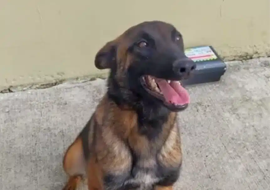asomadetodosafetos.com - Buscas pelo cãozinho Wilson são suspensas pelo Exército colombiano