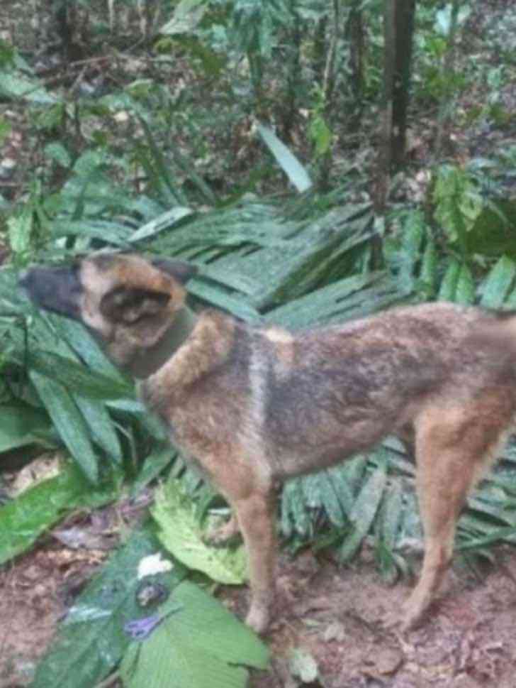 asomadetodosafetos.com - Crianças resgatadas após 40 dias na selva colombiana lembram do cachorrinho que cuidou delas: "Estão com saudades"