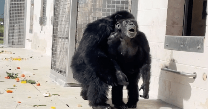 Chimpanzé olha o céu pela primeira vez em 28 anos e vídeo é emocionante