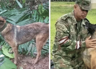 Buscas pelo cãozinho Wilson são suspensas pelo Exército colombiano
