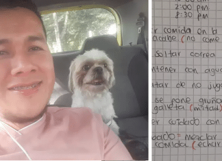 Motorista encontra cãozinho abandonado junto de bilhete no banco de trás de seu táxi