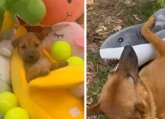 Homem presenteia cães de rua com brinquedos e a reação dos animais se torna viral