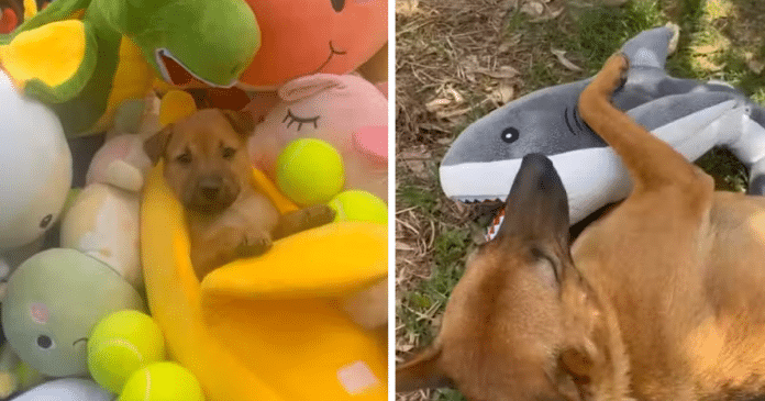 Homem presenteia cães de rua com brinquedos e a reação dos animais se torna viral