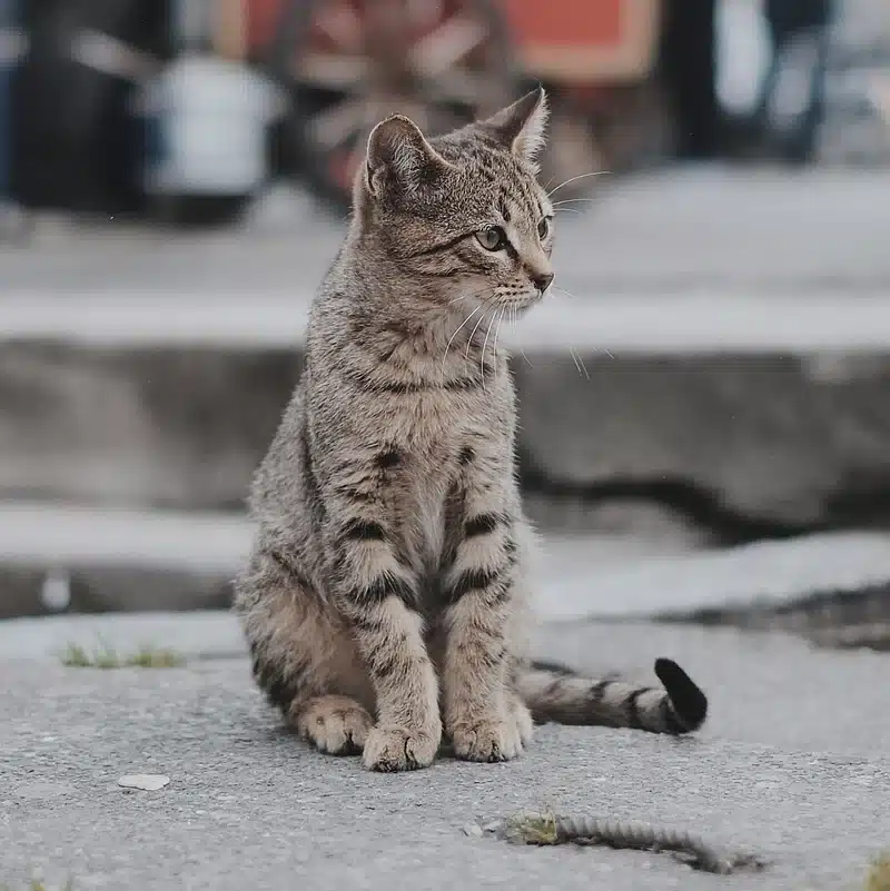 asomadetodosafetos.com - Nova lei impõe multa severa para motoristas que ignorarem animais atropelados