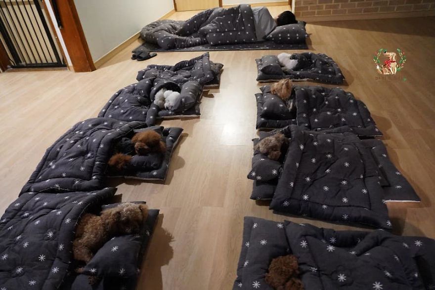asomadetodosafetos.com - "Creche canina": Confira 23 fotos muito fofas do momento da soneca de uma creche para cães