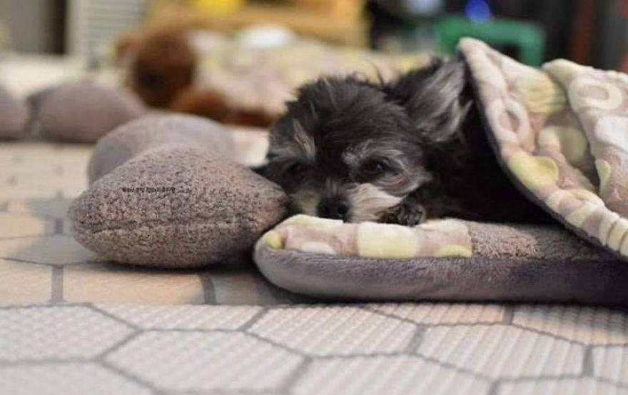 asomadetodosafetos.com - "Creche canina": Confira 23 fotos muito fofas do momento da soneca de uma creche para cães