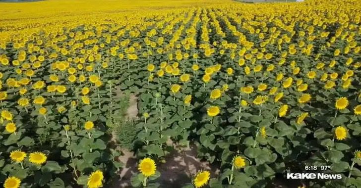 asomadetodosafetos.com - Agricultor apaixonado planta mais de um milhão de girassóis para sua esposa em seu 50º aniversário