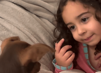 Amor puro: Menina de 4 anos encanta ao explicar ‘amor de mãe’ a seu cachorro