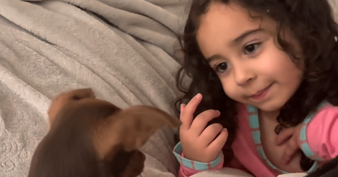Amor puro: Menina de 4 anos encanta ao explicar ‘amor de mãe’ a seu cachorro