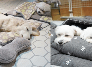 “Creche canina”: Confira 23 fotos muito fofas do momento da soneca de uma creche para cães