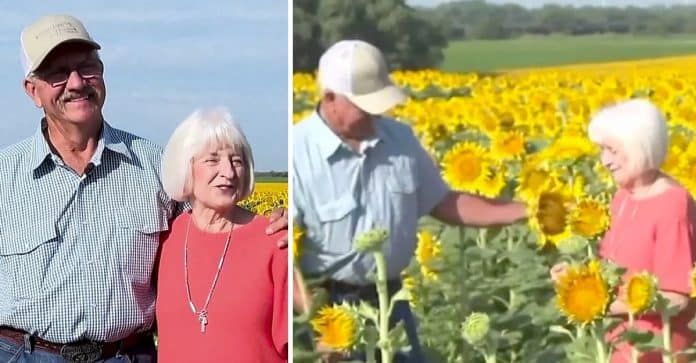 Agricultor apaixonado planta mais de um milhão de girassóis para sua esposa em seu 50º aniversário