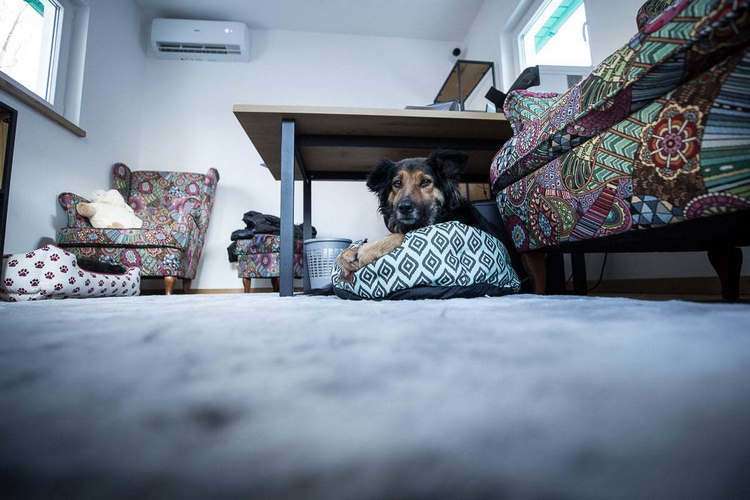 asomadetodosafetos.com - Veterinário constrói "abrigo de luxo" para cães e surpreende com a qualidade das casinhas