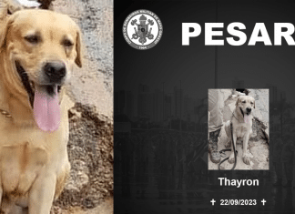 Falece Thayron, cãozinho que ajudava nas buscas por desaparecidos das enchentes no Rio Grande do Sul