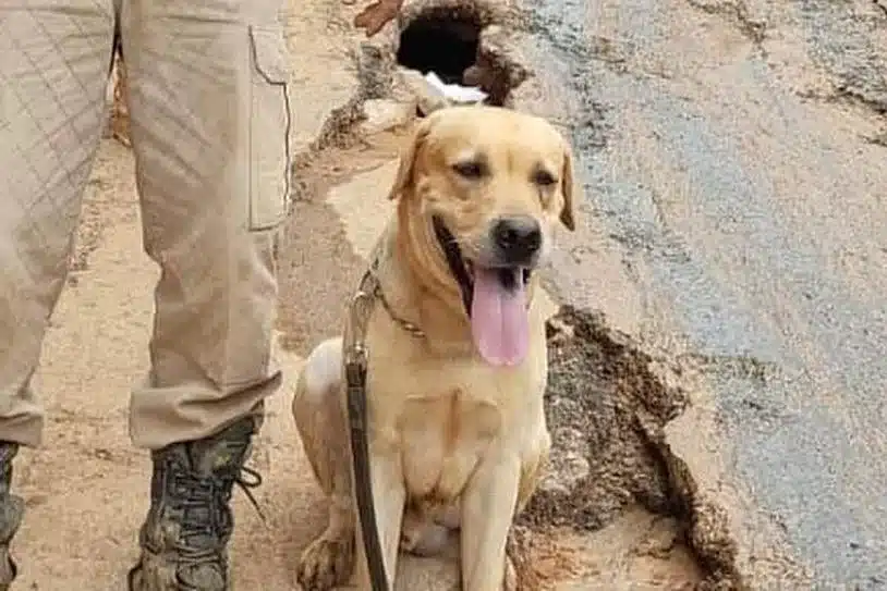 asomadetodosafetos.com - Falece Thayron, cãozinho que ajudava nas buscas por desaparecidos das enchentes no Rio Grande do Sul