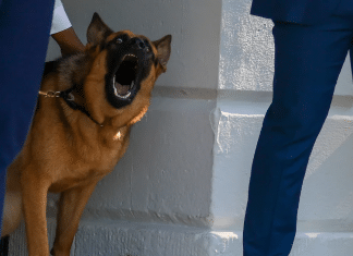 Segurança em primeiro lugar: Cão dos Bidens, Commander, é removido da Casa Branca