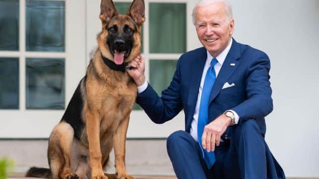 asomadetodosafetos.com - Segurança em primeiro lugar: Cão dos Bidens, Commander, é removido da Casa Branca
