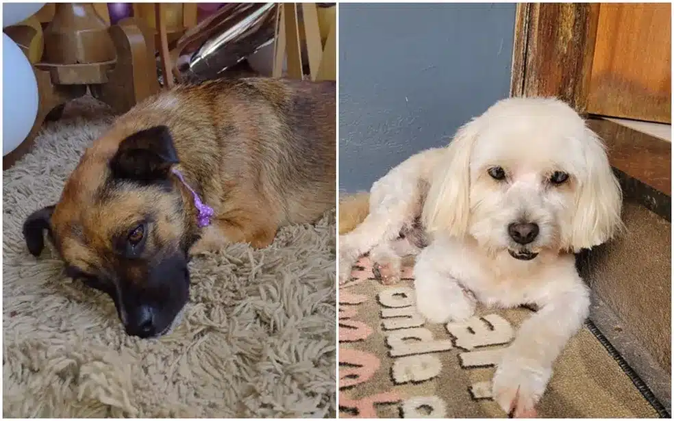 asomadetodosafetos.com - Cães são esquecidos em van de pet shop e acabam perdendo a vida