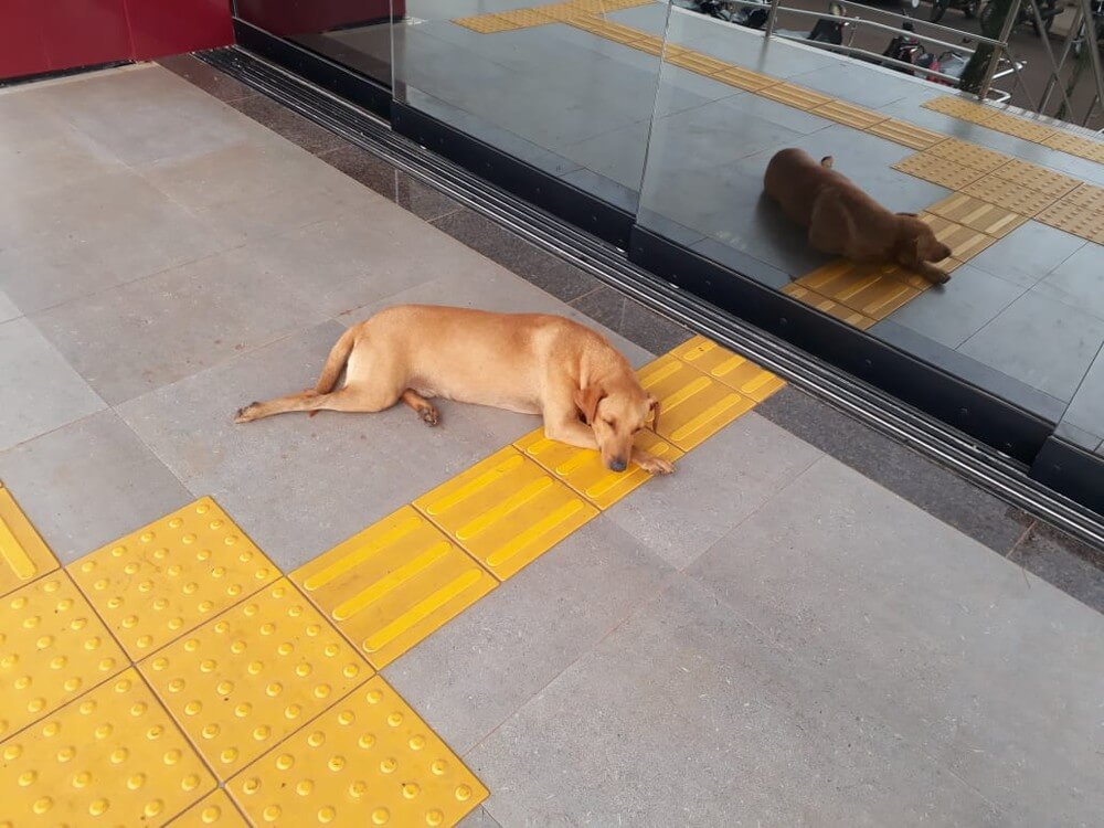asomadetodosafetos.com - Cãozinho fiel espera por quase 7 horas na porta da escola em que sua dona fazia Enem