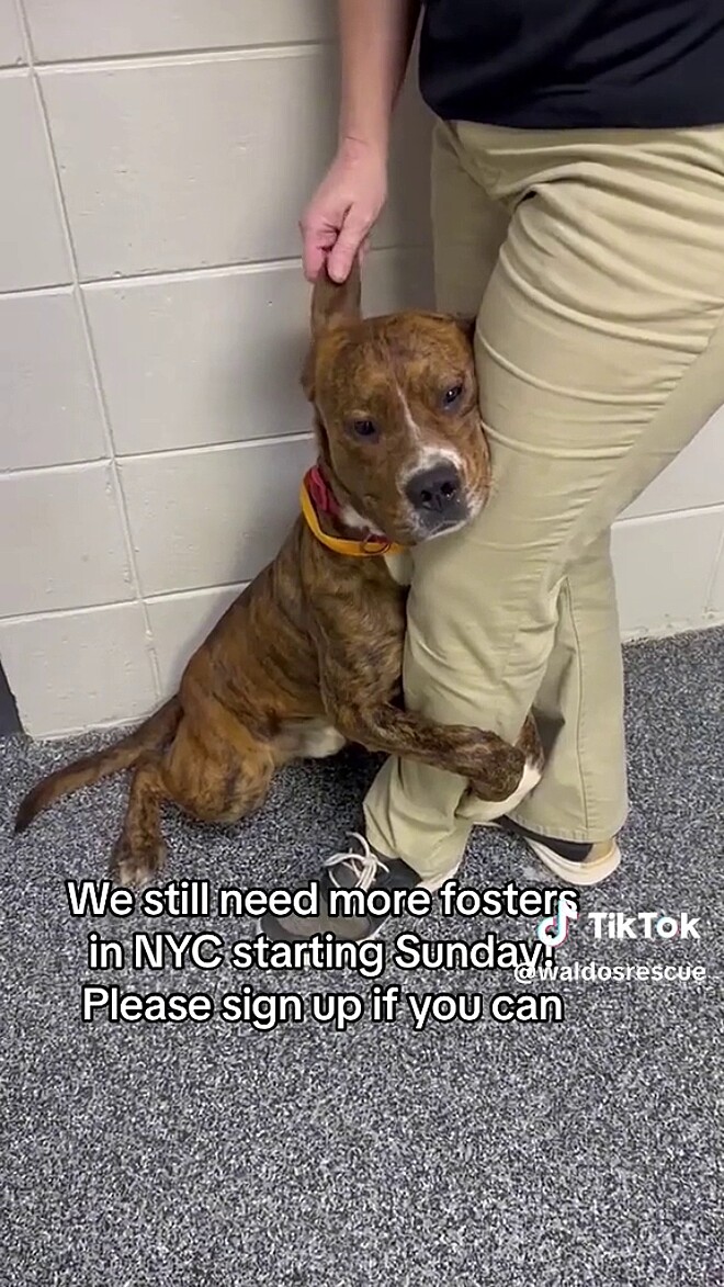 asomadetodosafetos.com - Cãozinho resgatado que abraçou perna de voluntário recebe a notícia que tanto esperava