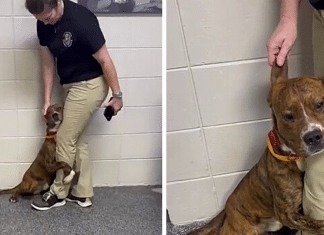 Cãozinho resgatado que abraçou perna de voluntário recebe a notícia que tanto esperava