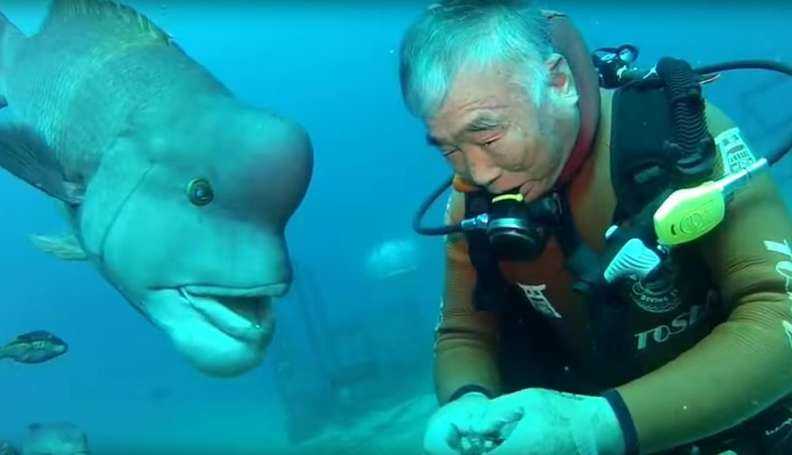 asomadetodosafetos.com - Mergulhador visita seu melhor amigo peixe por mais de 25 anos: "Amizade entre espécies"